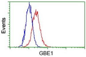Image no. 2 for anti-Glucan (1,4-alpha-), Branching Enzyme 1 (GBE1) antibody (ABIN1498396) (GBE1 Antikörper)