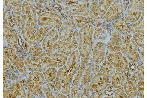 ABIN6272991 at 1/100 staining Mouse kidney tissue by IHC-P.