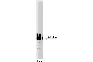 Western blot analysis of Paxillin on a A431 lysate. (Paxillin Antikörper  (AA 1-557))