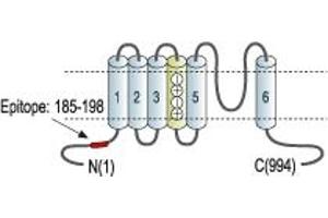 Representative domain view of the target of ABIN7885316.