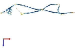 HOOK3 Protein (AA 1-718) (His tag)