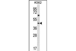 KRT12 Antibody (C-term) (ABIN656663 and ABIN2845904) western blot analysis in K562 cell line lysates (35 μg/lane). (KRT12 Antikörper  (C-Term))
