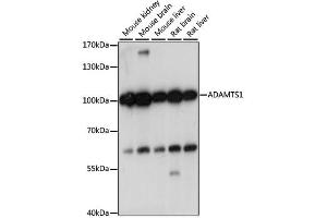 Western blot analysis of extracts of various cell lines, using ADAMTS1 antibody. (ADAMTS1 Antikörper)