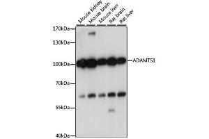 Western blot analysis of extracts of various cell lines, using ADAMTS1 antibody. (ADAMTS1 Antikörper)