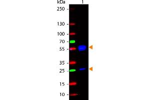 WB - Human IgG (H&L) Antibody 488 Conjugated Western Blot of Rabbit anti-Human IgG 488 Conjugated Antibody. (Kaninchen anti-Human IgG Antikörper (DyLight 488) - Preadsorbed)