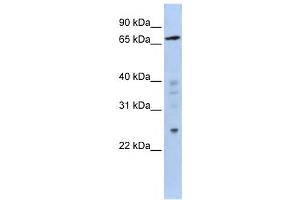 Western Blotting (WB) image for anti-Zinc Finger Protein 510 (ZNF510) antibody (ABIN2458365) (ZNF510 Antikörper)