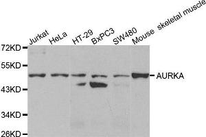 Western blot analysis of extracts of various cell lines, using AURKA antibody.