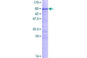 ZC3H15 Protein (AA 1-426) (GST tag)