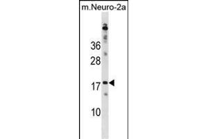 RPL30 Antibody (N-term) (ABIN1881761 and ABIN2838833) western blot analysis in mouse Neuro-2a cell line lysates (35 μg/lane). (RPL30 Antikörper  (N-Term))