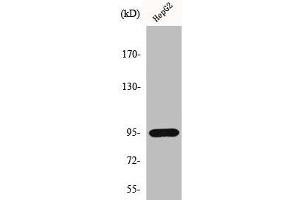 Western Blot analysis of HepG2 cells using HIF-1β Polyclonal Antibody (ARNT Antikörper  (N-Term))