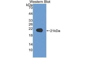 Western Blotting (WB) image for anti-Tumor Necrosis Factor alpha (TNF alpha) (AA 80-235) antibody (ABIN1860791)