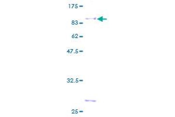 NAB1 Protein (AA 1-487) (GST tag)