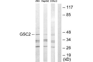Western blot analysis of extracts from 293 cells, HepG2 cells and COLO205 cells, using GSC2 antibody. (GSC2 Antikörper  (Internal Region))