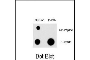 Dot blot analysis of Phospho-EGFR- Antibody (ABIN1881284 and ABIN2850455) and EGFR Non Phospho-specific Pab on nitrocellulose membrane. (EGFR Antikörper  (pTyr998))
