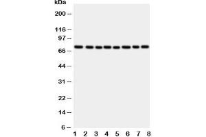Western blot testing of CYPOR antibody and rat samples: 1.