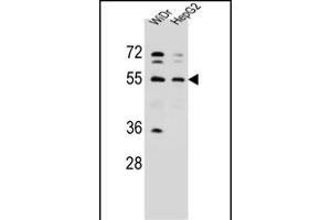 NARS Antibody (N-term) (ABIN655041 and ABIN2844672) western blot analysis in WiDr,HepG2 cell line lysates (35 μg/lane). (NARS Antikörper  (N-Term))
