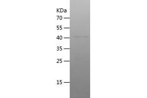 Western Blotting (WB) image for Jun B Proto-Oncogene (JUNB) (AA 1-200) protein (His-IF2DI Tag) (ABIN7283698) (JunB Protein (AA 1-200) (His-IF2DI Tag))