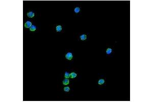 IF analysis of Peroxiredoxin 1 using anti-Peroxiredoxin 1 antibody (ABIN3043903).