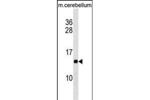 PFDN2 Antibody (C-term) (ABIN1881647 and ABIN2838661) western blot analysis in mouse cerebellum tissue lysates (35 μg/lane). (PFDN2 Antikörper  (C-Term))