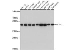 Western blot analysis of extracts of various cell lines, using PSM Rabbit mAb (ABIN7269599) at 1:1000 dilution. (PSMA1 Antikörper)