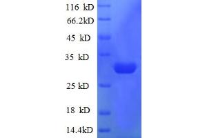 SDS-PAGE (SDS) image for RL36, Ribosomal Protein 36 60S Large Ribosomal Subunit (RL36) (AA 1-38), (full length) protein (GST tag) (ABIN5712616)