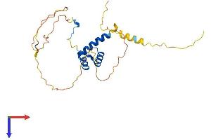 HOXB8 Protein (AA 1-243) (His tag)