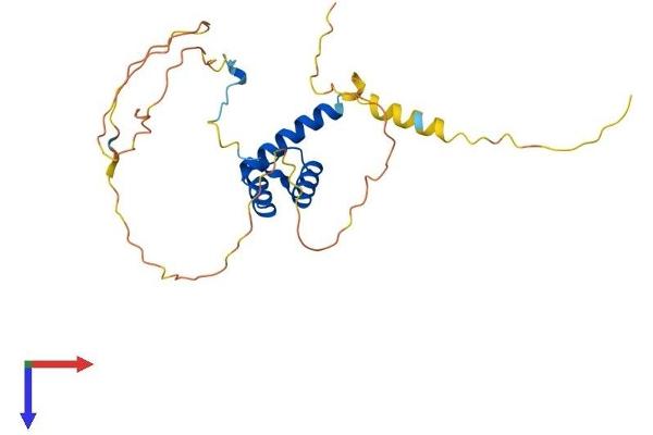 HOXB8 Protein (AA 1-243) (His tag)