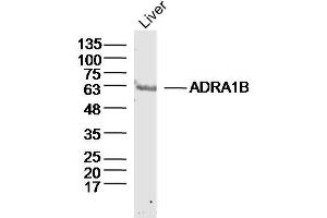 Mouse Liver lysates probed with ADRA1B Polyclonal Antibody, Unconjugated  at 1:300 dilution and 4˚C overnight incubation. (ADRA1B Antikörper  (AA 1-100))