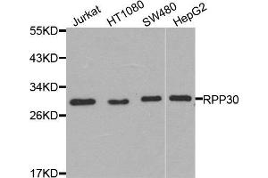 Western blot analysis of extracts of various cells, using RPP30 antibody. (RPP30 Antikörper)
