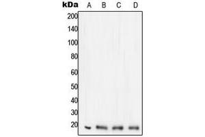 Western blot analysis of STMN1 expression in HeLa (A), Jurkat (B), SHSY5Y (C), PC12 (D) whole cell lysates. (Stathmin 1 Antikörper  (N-Term))