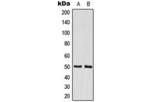 Western blot analysis of CstF-50 expression in A549 (A), MCF7 (B) whole cell lysates.