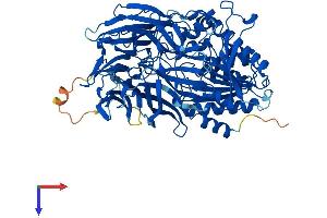 APEH Protein (AA 1-732) (His tag)