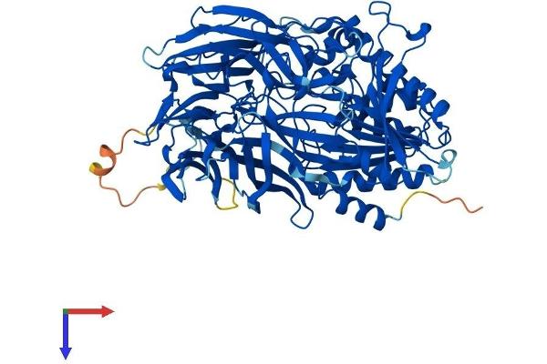 APEH Protein (AA 1-732) (His tag)