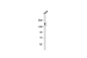 Anti-RGEF1 Antibody (Center)at 1:2000 dilution + Hela whole cell lysates Lysates/proteins at 20 μg per lane. (GRF2 Antikörper  (AA 536-569))