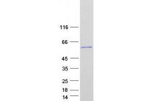 Validation with Western Blot (ANGEL2 Protein (Myc-DYKDDDDK Tag))