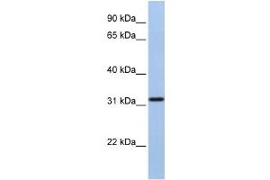 Western Blotting (WB) image for anti-Solute Carrier Family 25, Member 28 (SLC25A28) antibody (ABIN2458805) (SLC25A28 Antikörper)