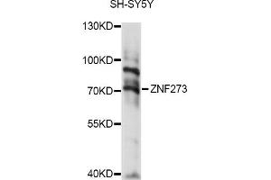 Western blot analysis of extracts of SH-SY5Y cells, using ZNF273 antibody (ABIN6294109) at 1:1000 dilution.