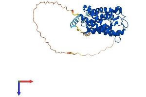 Aquaporin 7 Protein (AQP7) (AA 1-342) (His tag)