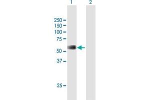 Western Blot analysis of RMI1 expression in transfected 293T cell line by RMI1 MaxPab polyclonal antibody. (RMI1 Antikörper  (AA 1-379))