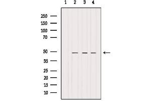 Western blot analysis of extracts from various samples, using BRE Antibody. (BRE Antikörper  (C-Term))