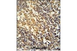 TNFAIP2 Antibody (Center) (ABIN390522 and ABIN2840874) immunohistochemistry analysis in formalin fixed and paraffin embedded human lymphnode followed by peroxidase conjugation of the secondary antibody and DAB staining. (TNFAIP2 Antikörper  (AA 456-484))