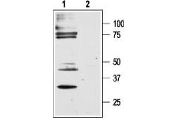 F2RL1 Antikörper  (C-Term, Intracellular)