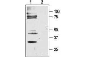 Western blot analysis of rat dorsal root ganglion lysates: - 1. (F2RL1 Antikörper  (C-Term, Intracellular))