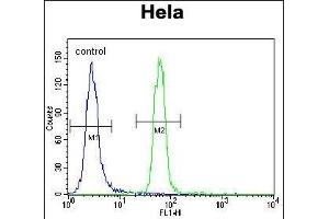 Presenilin 1 (PSEN1) Antibody (C-term) (ABIN390169 and ABIN2840665) flow cytometric analysis of Hela cells (right histogram) compared to a negative control cell (left histogram).