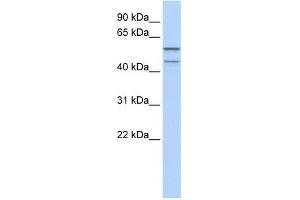 WB Suggested Anti-ZNF474 Antibody Titration:  0. (ZNF474 Antikörper  (N-Term))