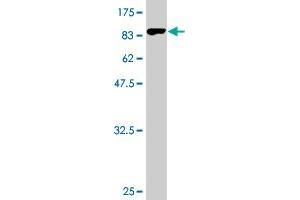 Western Blot detection against Immunogen (82.