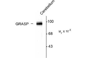 Western blots of rat cerebellar lysate showing the specific immunolabeling of the ~95k GRASP protein. (GRIPAP1 Antikörper  (C-Term))
