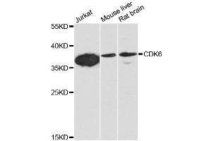 Western blot analysis of extracts of various cell lines, using CDK6 antibody (ABIN1871736) at 1:1000 dilution. (CDK6 Antikörper)