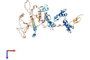 ZNF554 Protein (AA 1-538) (His tag)