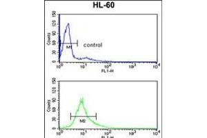 Flow cytometry analysis of HL-60 cells (bottom histogram) compared to a negative control cell (top histogram). (PSME2 Antikörper  (C-Term))